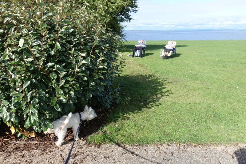 Percy Pissing on Holiday